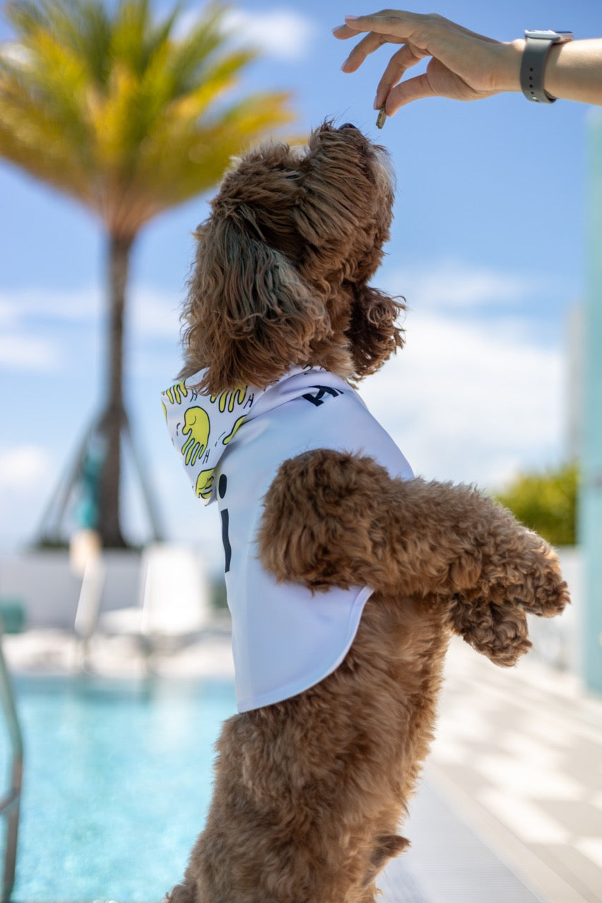 Buddy the Golden Doodle Dog jumps up for a treat wearing the Hi Happy interactions Pet Hoodie