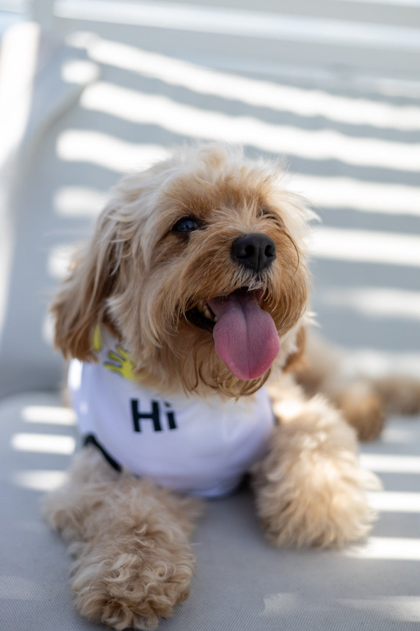 A cockapoo named Leo wears a Hi Happy Interactions Pet Hoodie and poses with his tongue out