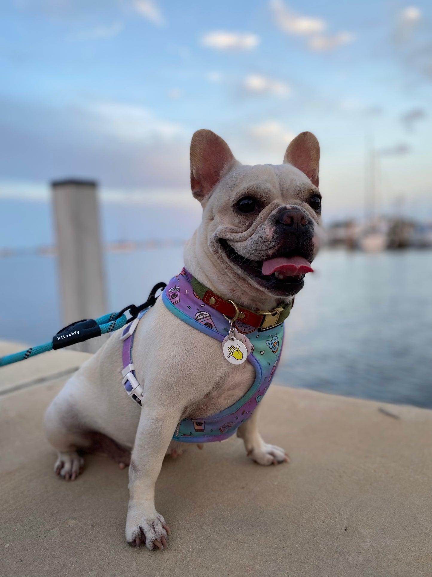 French Bulldog Monse the Frenchie wearing a Hi Happy interactions Pet Collar Charm