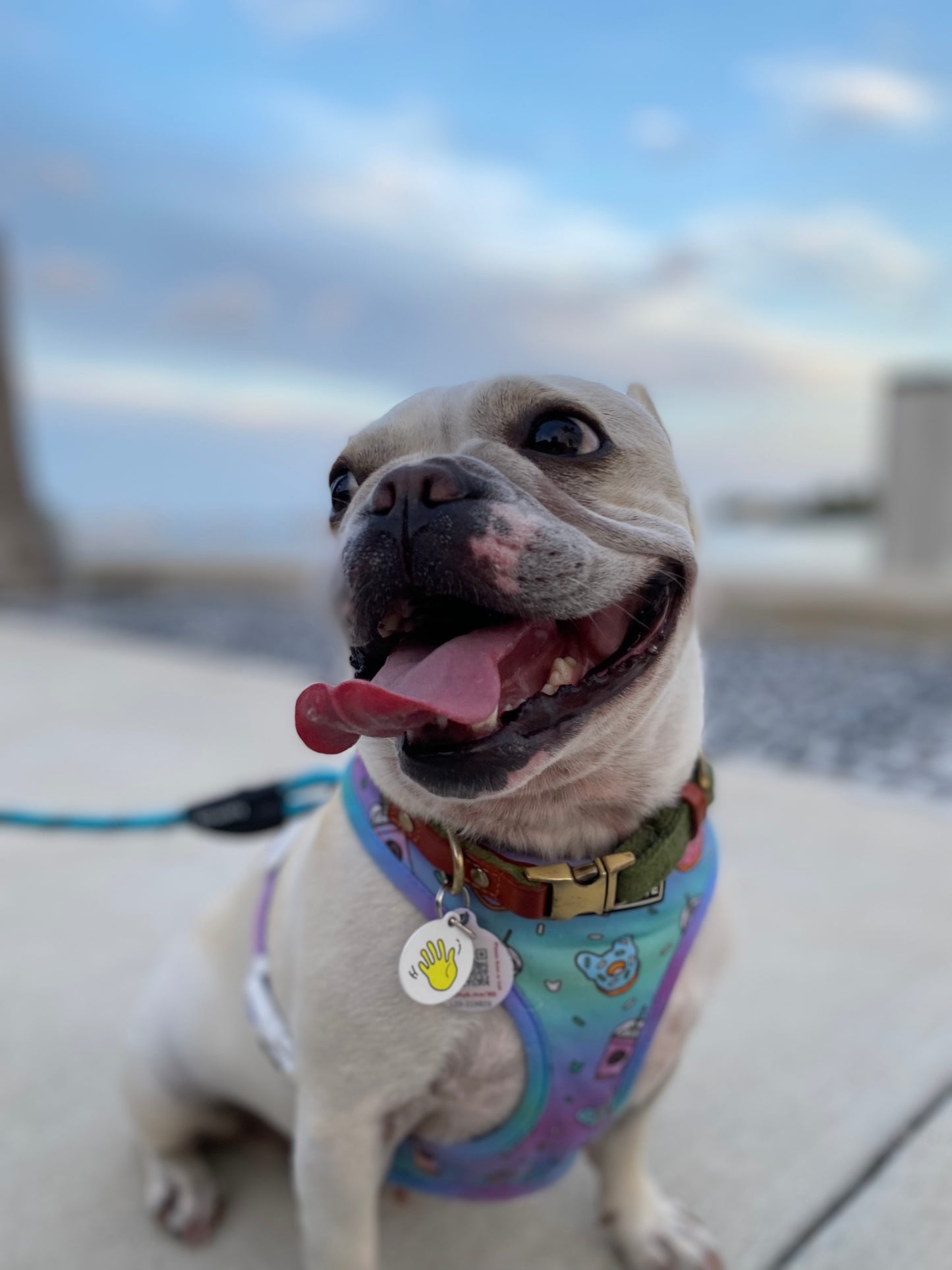 French Bulldog Monse the Frenchie wearing a Hi Happy interactions Pet Collar Charm