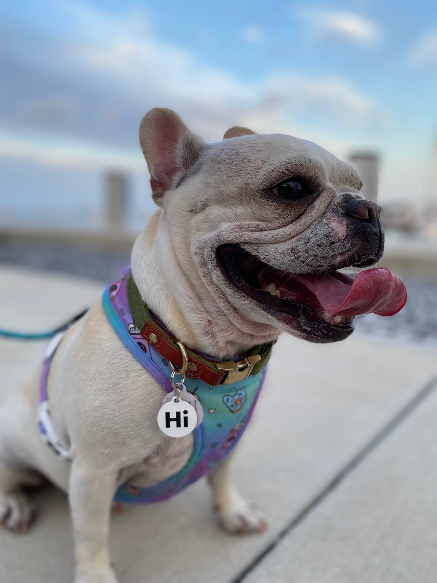 French Bulldog Monse the Frenchie wearing a Hi Happy interactions Pet Collar Charm
