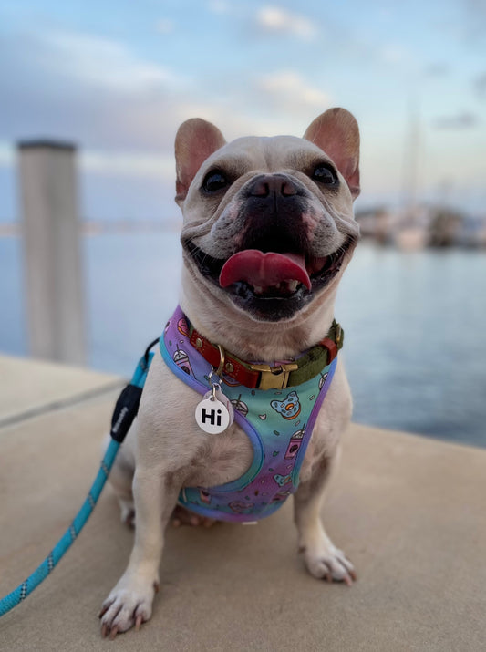 French Bulldog Monse the Frenchie wearing a Hi Happy interactions Pet Collar Charm