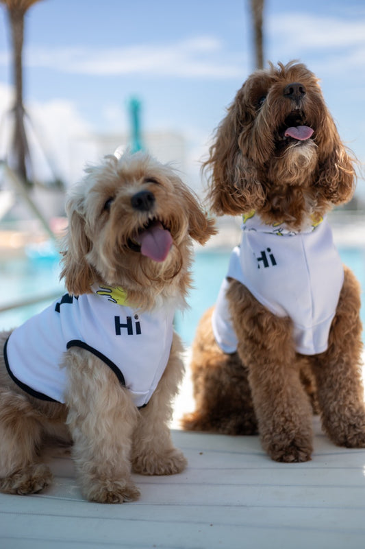 Two cut dogs, a Golden Doodle and Cockapoo named Buddy and Leo wearing Hi Happy Interactions Pet Hoodies