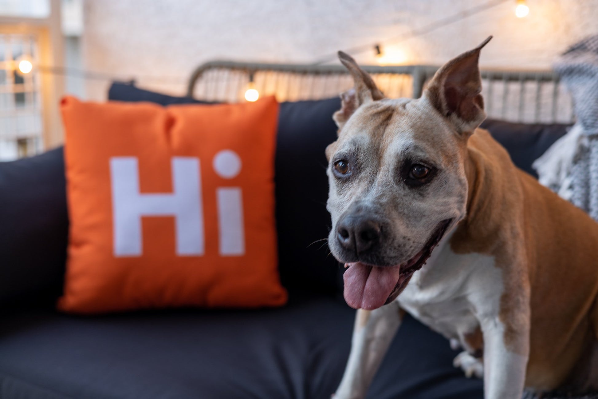 Hi Pillow by Hi Johnny in Hola Orange on a patio balcony with Duffy The Dog