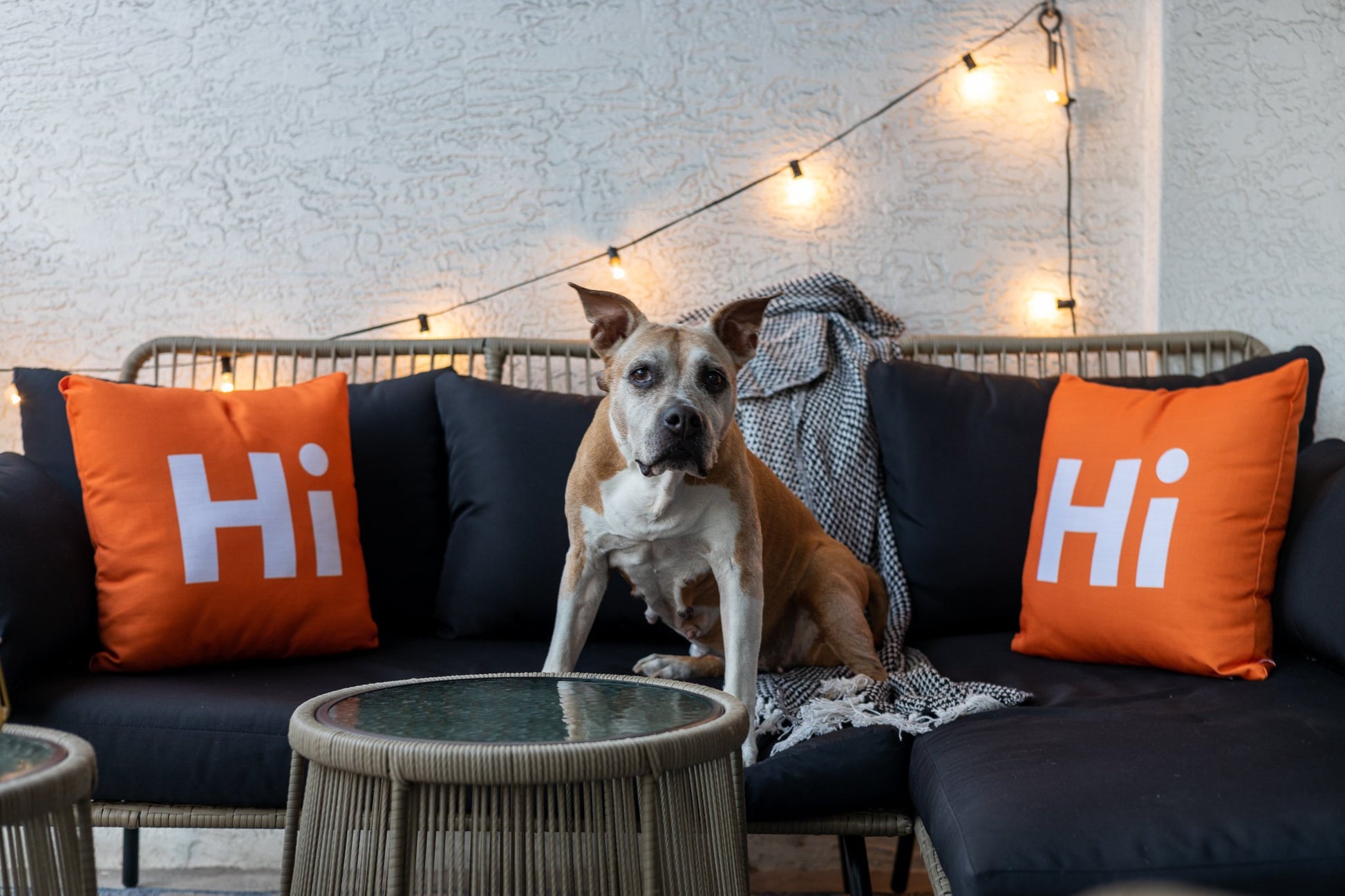 Hi Pillow by Hi Johnny in Hola Orange on a patio balcony with Duffy The Dog